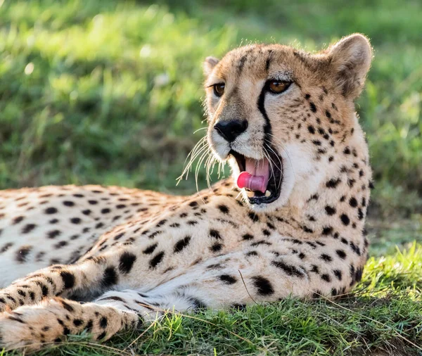 Big Cat Cheetah Uma Selva Selvagem — Fotografia de Stock