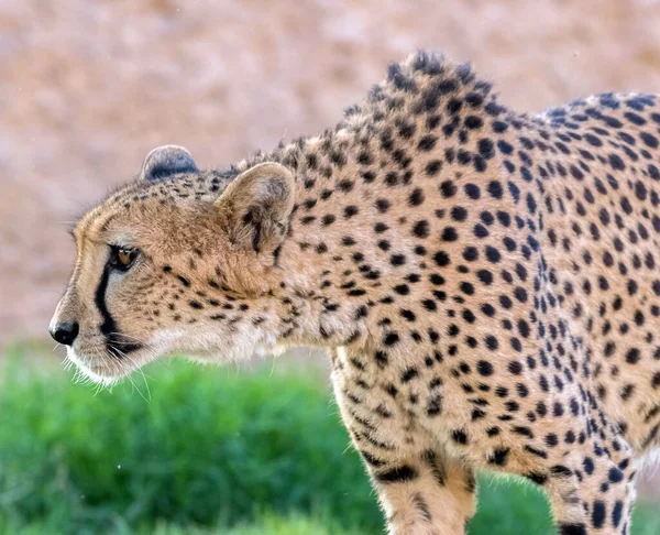 Big Cat Cheetah Uma Selva Selvagem — Fotografia de Stock