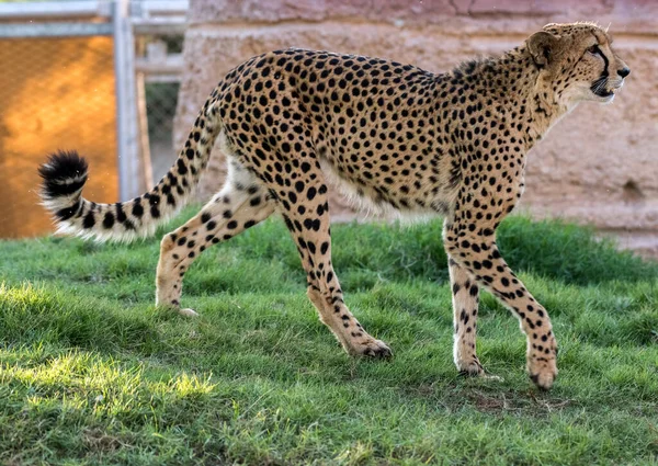 Grote Kat Cheetah Een Wilde Jungle — Stockfoto