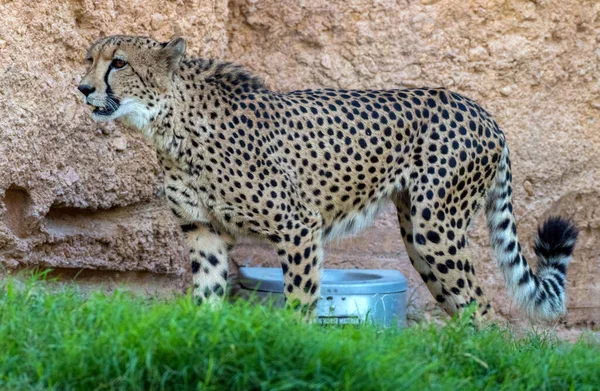 Big Cat Cheetah Uma Selva Selvagem — Fotografia de Stock