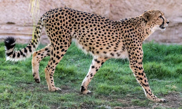 Duży Kot Gepard Dzikiej Dżungli — Zdjęcie stockowe