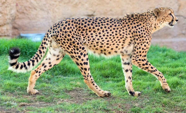 Gran Gato Guepardo Una Selva Salvaje —  Fotos de Stock