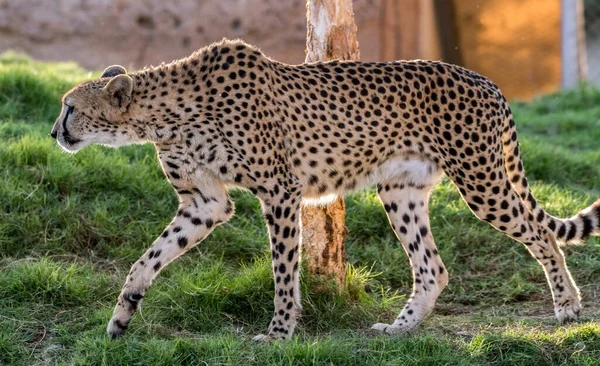 Big Cat Cheetah Uma Selva Selvagem — Fotografia de Stock