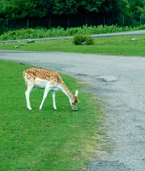 Cerf Virginie Hamilton Safari Ontario Canada — Photo