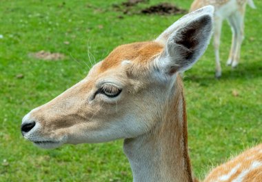 Hamilton Safari, Ontario, Kanada 'da Beyaz Kuyruklu Geyik