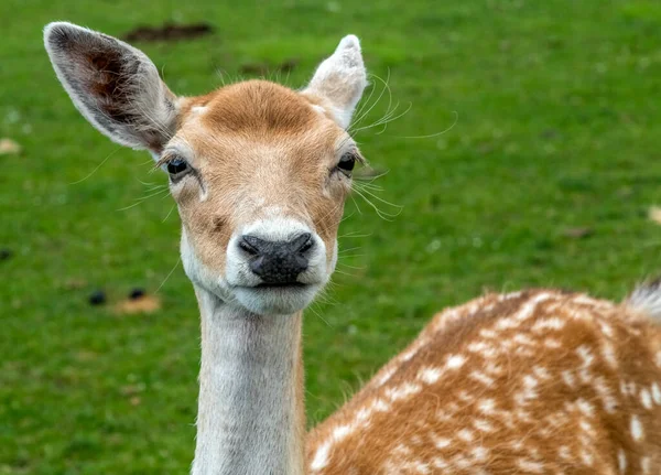 White Tailed Deer Hamilton Safari Οντάριο Καναδάς — Φωτογραφία Αρχείου