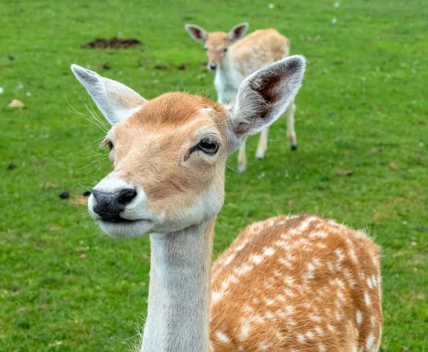 White Tailed Deer Hamilton Safari Οντάριο Καναδάς — Φωτογραφία Αρχείου