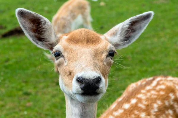 White Tailed Deer Hamilton Safari Ontario Canada — Stock Photo, Image