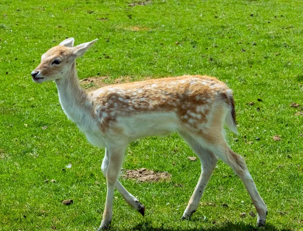 White Tailed Deer Hamilton Safari Ontario Canada — Stock Photo, Image
