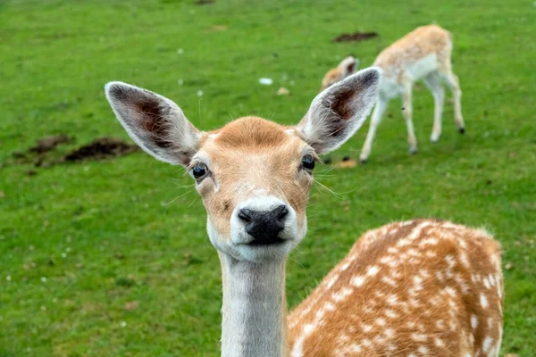 White Tailed Deer Hamilton Safari Οντάριο Καναδάς — Φωτογραφία Αρχείου