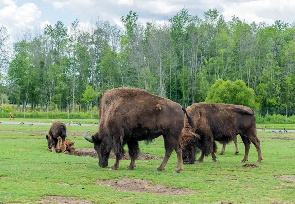 Kuzey Amerika Bizonu Hamilton Safari, Ontario, Kanada 'da bizon olarak da bilinir.