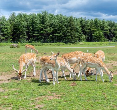 Fallow geyiği veya Dama Dama Mezopotamya geyiği Hamilton Safari, Ontario, Kanada