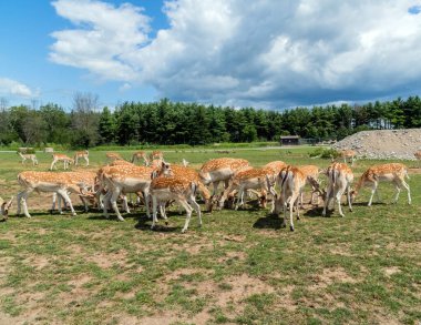 Fallow geyiği veya Dama Dama Mezopotamya geyiği Hamilton Safari, Ontario, Kanada