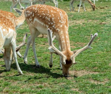 Fallow geyiği veya Dama Dama Mezopotamya geyiği Hamilton Safari, Ontario, Kanada