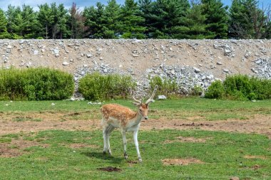 Fallow geyiği veya Dama Dama Mezopotamya geyiği Hamilton Safari, Ontario, Kanada
