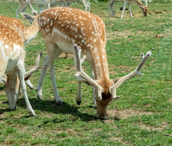 Περσικό Ελάφι Dama Dama Mesopotamica Deer Στο Hamilton Safari Οντάριο — Φωτογραφία Αρχείου