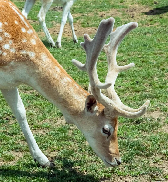 Persian Fallow Deer Dama Dama Mesopotamica Deer Hamilton Safari Ontario — Stock Photo, Image