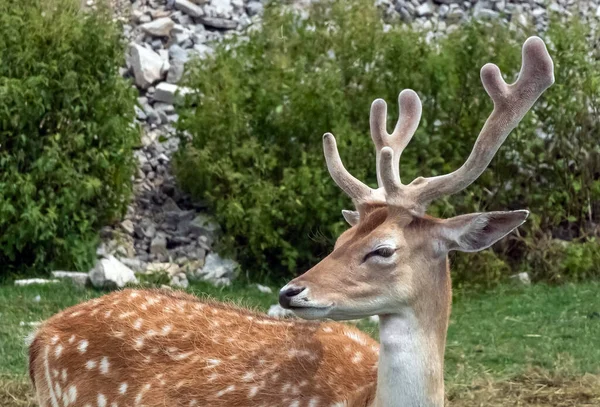 カナダ オンタリオ州ハミルトンサファリにあるペルシャのフクロウシカまたはダマ メソポタミアの鹿 — ストック写真