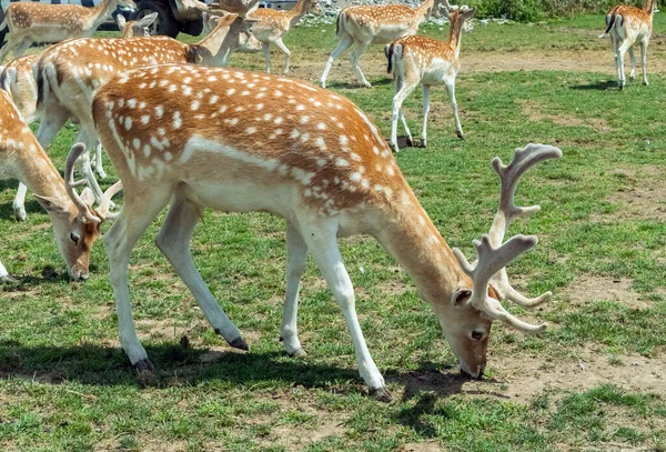 Persian Fallow Deer Dama Dama Mesopotamica Deer Hamilton Safari Ontario — Stock Photo, Image