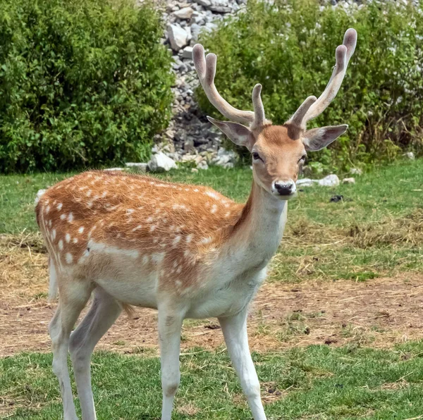 Ciervo Persa Dama Dama Mesopotamica Ciervo Hamilton Safari Ontario Canadá — Foto de Stock