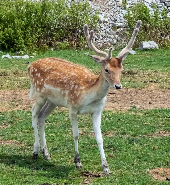 Περσικό Ελάφι Dama Dama Mesopotamica Deer Στο Hamilton Safari Οντάριο — Φωτογραφία Αρχείου