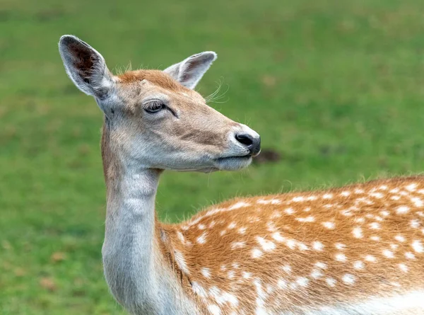 Hamilton Safari Ontario Kanada Beyaz Kuyruklu Geyik — Stok fotoğraf