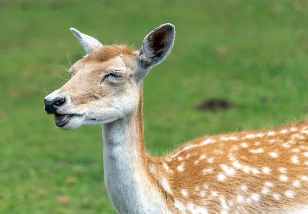 Hamilton Safari Ontario Kanada Beyaz Kuyruklu Geyik — Stok fotoğraf