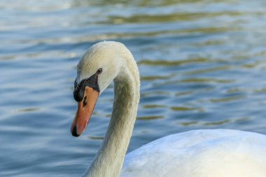 Al Qudra gölünde yüzen güzel beyaz ve kahverengi kuğu ördeği