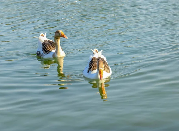 Hermoso Blanco Marrón Pato Cisne Flotando Lago Qudra — Foto de Stock