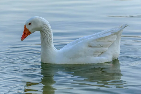 美しい白と茶色の白鳥のアヒルアルQdra湖に浮かんでいます — ストック写真