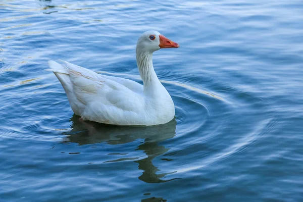 美しい白と茶色の白鳥のアヒルアルQdra湖に浮かんでいます — ストック写真