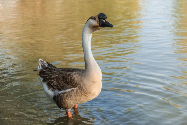 美しい白と茶色の白鳥のアヒルアルQdra湖に浮かんでいます — ストック写真