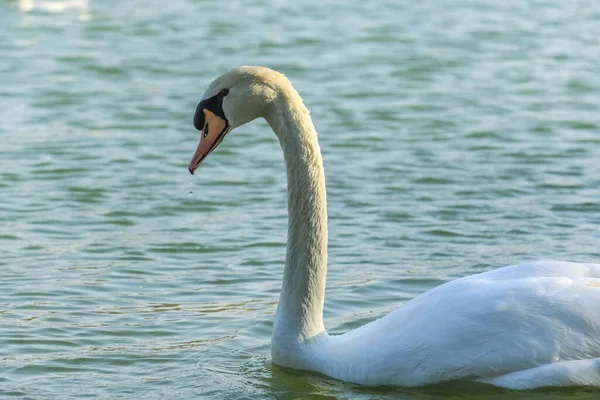 美しい白と茶色の白鳥のアヒルアルQdra湖に浮かんでいます — ストック写真