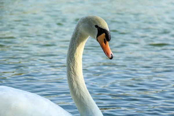 美しい白と茶色の白鳥のアヒルアルQdra湖に浮かんでいます — ストック写真