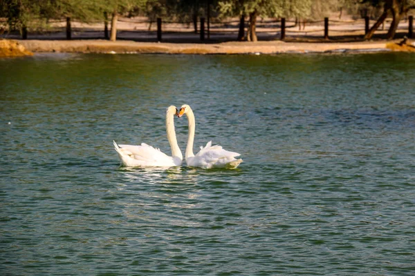 Bonito Pato Cisne Branco Marrom Flutuando Lago Qudra — Fotografia de Stock