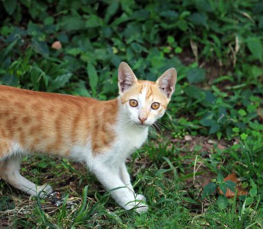Yeşil çimenlikteki şirin kedi