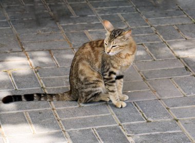 Kahverengi Oturan Şirin Kedi