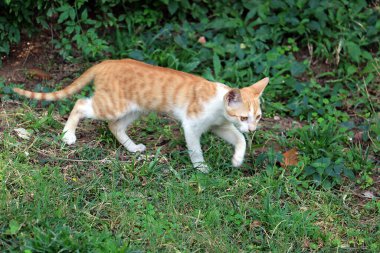 Yeşil çimenlikteki şirin kedi