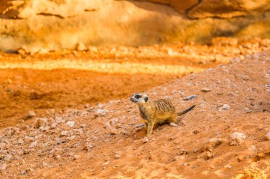 Vahşi hayvan mirası (Surikate) Dubai Safari Hayvanat Bahçesi, Birleşik Arap Emirlikleri 'nde bulundu.