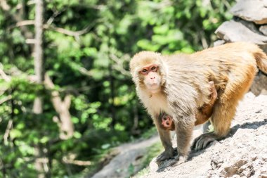 Vahşi Hayvan Kar Maymunu