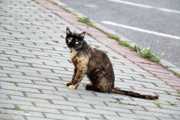 Brun Söt Katt Sittande — Stockfoto