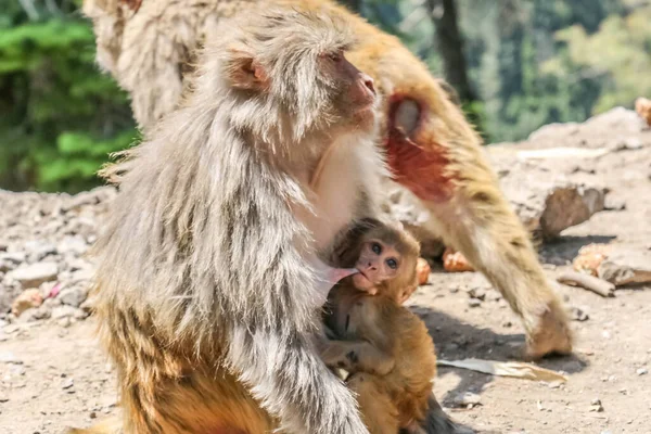 Macaco Neve Animal Selvagem — Fotografia de Stock