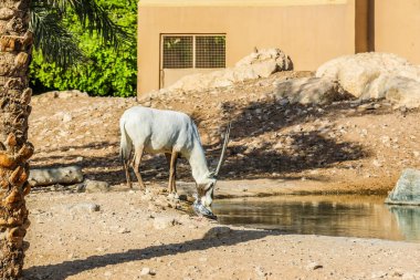Al Ain Hayvanat Bahçesi Safari Parkı 'ndaki Vahşi Arap Afrika antilobu.