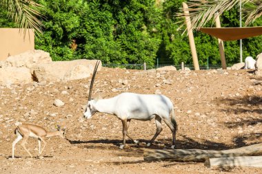Al Ain Hayvanat Bahçesi Safari Parkı 'ndaki Vahşi Arap Afrika antilobu.