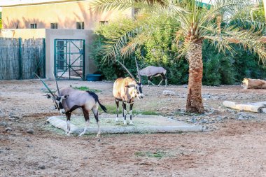 Al Ain Hayvanat Bahçesi Safari Parkı 'ndaki Vahşi Arap Afrika antilobu.