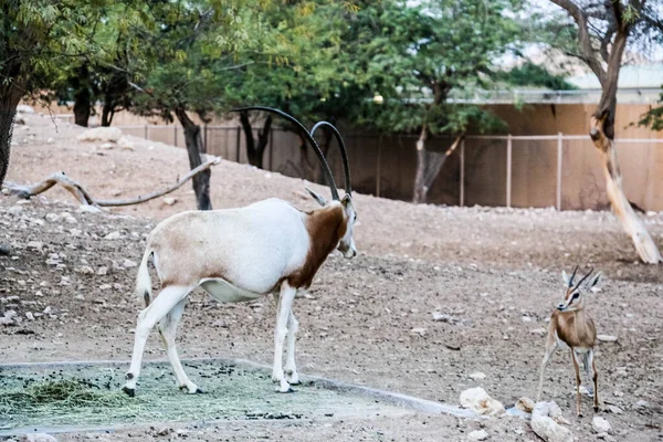 Oryx Arabe Sauvage Dans Parc Safari Zoo Ain — Photo