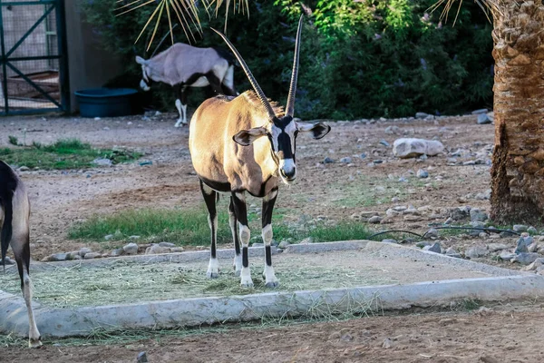 Al Ain Hayvanat Bahçesi Safari Parkı 'ndaki Vahşi Arap Afrika antilobu.