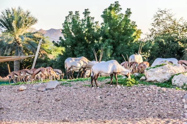 Oryx Árabe Animales Salvajes Parque Safari Del Zoológico Ain —  Fotos de Stock