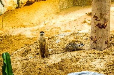 Vahşi hayvan mirası (Surikate) Dubai Safari Hayvanat Bahçesi, Birleşik Arap Emirlikleri 'nde bulundu.