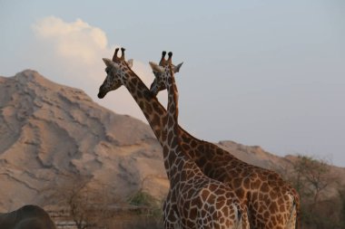 Vahşi Hayvan Zürafası Al Ain Hayvanat Bahçesi Safari Parkı, Birleşik Arap Emirlikleri